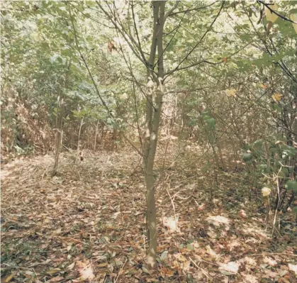  ?? ?? Archive photo dated 04/1096 of the copse in Peterborou­gh where the body of Rikki Neave was found in November 1994