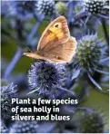  ??  ?? Plant a few species of sea holly in silvers and blues