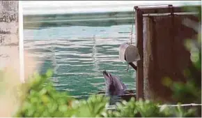  ?? REUTERS PIC ?? Honey, a bottle-nose dolphin, is seen at abandoned Inubosaki Marine Park Aquarium in Choshi, Japan, earlier this month.