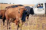  ??  ?? Kevin Chouteau uses a feed truck to lure bison into a pasture Sunday. The bison are given a checkup, tagged and vaccinated annually.