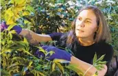  ?? SUE OGROCKI AP ?? Jessica Baker takes a cutting of a plant at her marijuana nursery at Baker Medical in Oklahoma City.