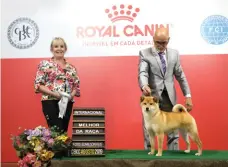  ??  ?? Mochi Clube dos Shibas Koji: melhor filhote da raça ranking CBKC 2019 e Campeã Jovem (2º
lugar no ranking CBKC jovem 2019)