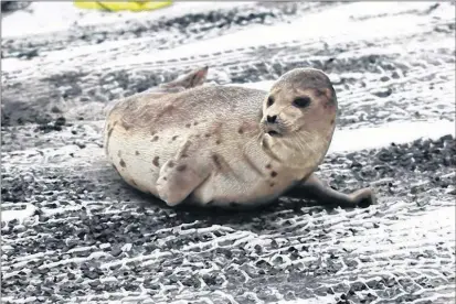  ?? SALTWIRE NETWORK FILE PHOTO ?? Sealers along the Northern Peninsula say seals are plentiful, but rough weather has been a major obstacle for them so far this spring.