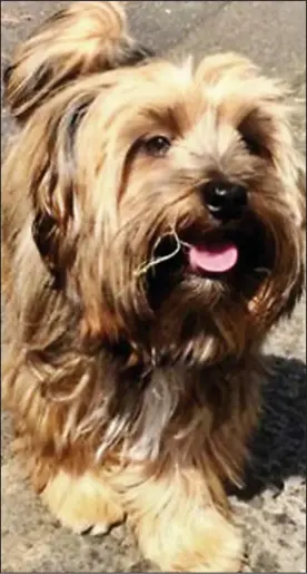  ??  ?? Horrifying: Mr Ellam’s Yorkshire terrier was injured in the attack