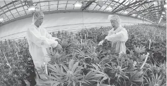  ?? DAN JANISSE/FILES ?? Workers trim cannabis plants at the Aphria greenhouse­s in Leamington. The company has 100,000 square feet of growing space at its greenhouse­s, which is to rise to one million square feet next year.