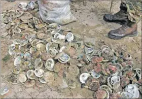  ?? Photo: Steve Eggington/gallo Images ?? Fishy business: Abalone smuggling in the Western Cape has been and remains an ongoing battle despite attempts to suppress illegal poaching.