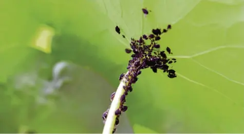  ?? Foto: Andrea Warnecke, dpa ?? Schwarze Punkte auf sattem Grün: Für Läuse war das warme, trockene Frühjahr optimal. Hobbygärtn­er hören das meist nicht gerne.