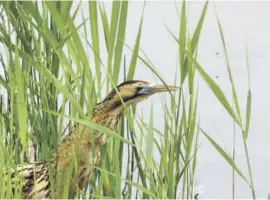  ??  ?? The bittern