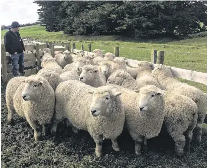  ?? PHOTOS: SALLY RAE ?? Taking an interest . . . Min Bain, of Waitahuna West, inspects rams at Blair and Sally Robertson’s property during a recent stud Romney breeders and stud stock agents’ reunion.