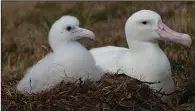  ?? (AP/Anton Wolfaardt) ?? Seabirds on Marion Island such as this wandering albatross and its chick are falling prey to the mice population.