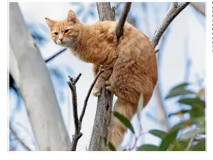  ?? ROBYN EDIE/STUFF ?? Cats getting stuck in trees are another of the issues for residents and councils.