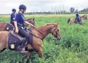  ?? COURTESY ?? The Davie Police Department’s mounted unit searched the area around State Road 7 and Oakes Road onWednesda­y.
