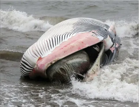  ??  ?? The whale which washed up at Shankill beach, on the end of Quinn’s Road, last Friday morning.