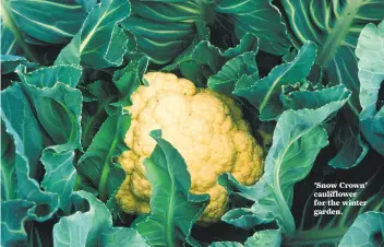  ??  ?? 'Snow Crown' cauliflowe­r for the winter garden. Direct sow or sow in place: