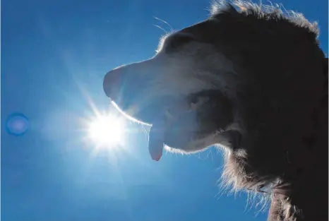  ?? FOTO: DPA ?? Hechelt ein Hund extrem stark oder wird sein Speichel zäh, dann könnten das Zeichen für einen Hitzeschla­g sein.