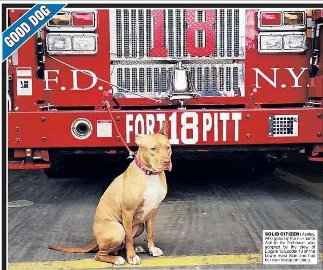  ??  ?? SOLID CITIZEN: Ashley, who goes by the nickname Ash in the firehouse, was adopted by the crew of Engine 15/Ladder 18 on the Lower East Side and has her own Instagram page.