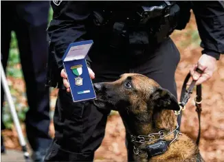  ?? EMILY HANEY / EMILY.HANEY@AJC.COM ?? Indi, who was shot in the head after tracking down the man who shot and killed an officer, sniffs his Meritoriou­s Service Medal on Wednesday. “He saved lives that night,” the police chief said.
