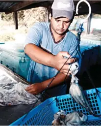  ??  ?? Entre enero y abril de 2017 se exportó 1,25 millones de kilos de mariscos y sus productos.