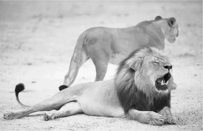  ?? AFP PHOTO / ZIMBABWE NATIONAL PARKS ?? Zimbabwe police say a game reserve lion called Cecil, above, was illegally killed by a U.S. big game hunter. The hunter says guides said he had a permit.