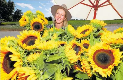  ??  ?? Pippa Marffy, Havelock North, selling sunflowers for $15 a bundle on Havelock Rd, Havelock North.