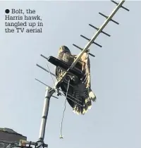  ??  ?? Bolt, the Harris hawk, tangled up in the TV aerial