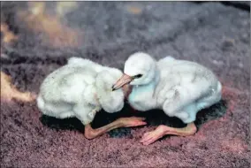  ?? RESCUED: Reuters ?? Around half of the 1 934 flamingo chicks rescued from Kamfers Dam and subsequent­ly placed in rehabilita­tion centers across South Africa, are still alive.Picture: