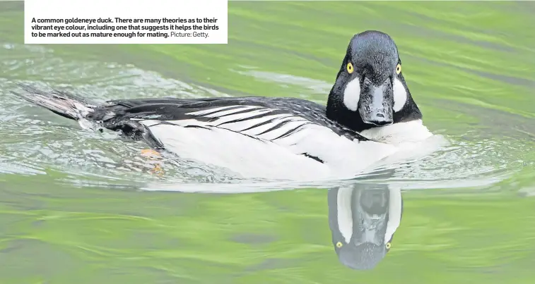  ?? Picture: Getty. ?? A common goldeneye duck. There are many theories as to their vibrant eye colour, including one that suggests it helps the birds to be marked out as mature enough for mating.
