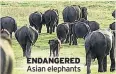  ??  ?? ENDANGERED Asian elephants