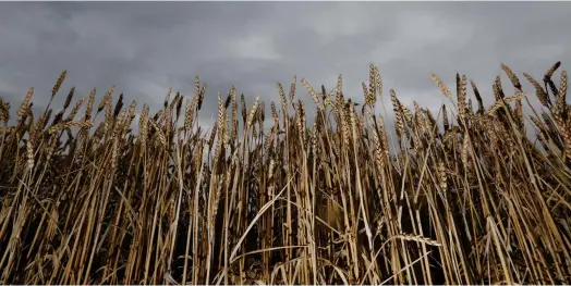  ?? ?? La sécheresse qui frappe la France actuelleme­nt met en péril les récoltes notamment de blé très gourmand en eau à cette période de l’année. (Crédits : REUTERS/Vincent
Kessler)