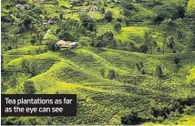  ??  ?? Tea plantation­s as far as the eye can see