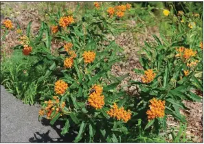  ??  ?? Planting native milkweeds is a good way to help monarch butterflie­s.