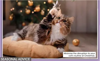  ?? ?? Minimise the disruption to your cat’s routine at Christmas.