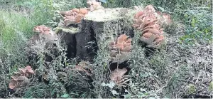  ?? Picture: Angus Whitson. ?? The strange fungus Angus spotted growing out of the stump of a beech tree.