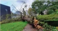  ?? FOTO RDR ?? In het park aan het Opglabbeek­se gemeentehu­is werd een oude lindeboom ontworteld.