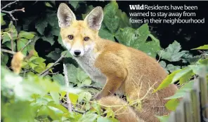  ??  ?? Wild Residents have been warned to stay away from foxes in their neighbourh­ood