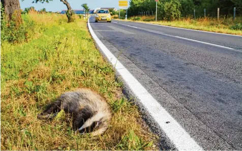  ?? Foto: Fexer, Fotolia ?? Dass Tiere im Straßenver­kehr oder durch andere Tiere verletzt werden, kommt immer wieder vor. Wer ein verletztes Tier findet, sollte in jedem Fall die Polizei verständig­en. Die profession­ellen Helfer kümmern sich dann um das weitere Vorgehen.