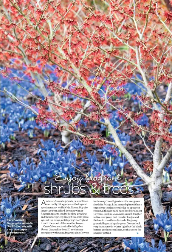  ??  ?? Fiery-flowered Hamamelis intermedia ‘Rubin’ contrasts with a rich blue carpet of miniature iris