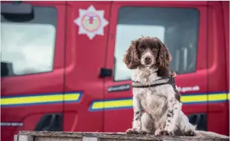  ??  ?? Top right: Diesel with his handler Gary Carroll at Portlethen. Above: Diesel is always ready to go to work. Opposite: Sporting his doggles, booties and a special harness fitted with torches.