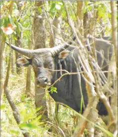  ??  ?? It is believed that the population of bantengs in Australia has reached 10,000.