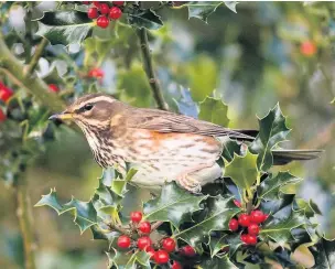  ?? Peter Smith ?? ●●Redwing and holly berries