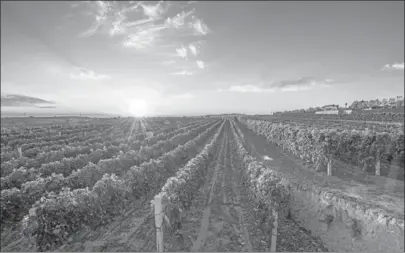  ?? PROVIDED FOR CHINA_DAILY ?? A vineyard of Rongzi Chateau in Shanxi province, North China, where their roots can grow meters deep into the soil on the loess plateau.