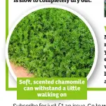  ??  ?? Soft, scented chamomile can withstand a li le walking on