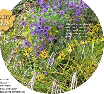  ??  ?? Mix golden rudbeckia with cool blue aster ‘Purple Cloud’ and fluffy Miscanthus sinensis ‘Graziella’