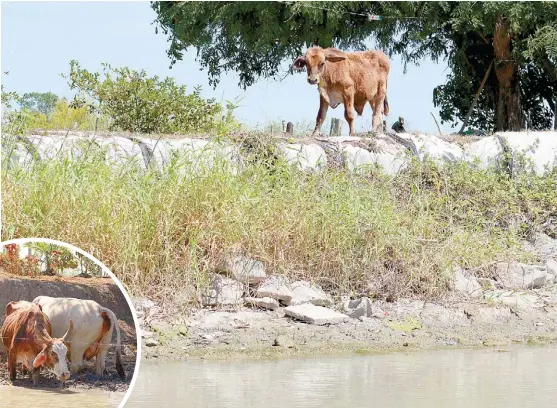  ?? YAZMÍN SÁNCHEZ ?? En las aguas cercanas al dique hay cocodrilos, lo que también preocupa a vecinos.