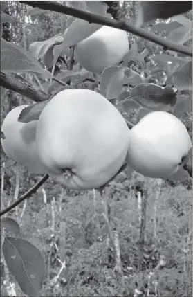  ??  ?? Обильного урожая яблок в садах не было давно