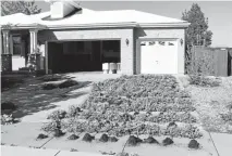  ?? RJ Sangosti, The Denver Post ?? Law enforcemen­t officials on Wednesday raided a home in The Conservato­ry at the Plains subdivisio­n in Aurora that had an illegal marijuana growing operation.