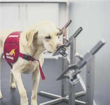  ??  ?? 0 One of six Medical Detection Dogs that took part in a double-blind trial to see if they could detect Covid