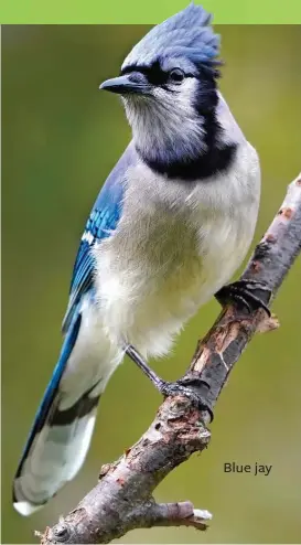  ?? ?? Blue jay