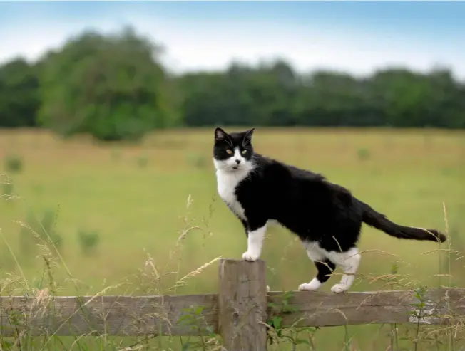  ??  ?? A farm cat on top of a fence surveys the fields. Male cats tend to wander over wider territorie­s than females.