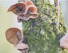  ??  ?? Jew’s ear